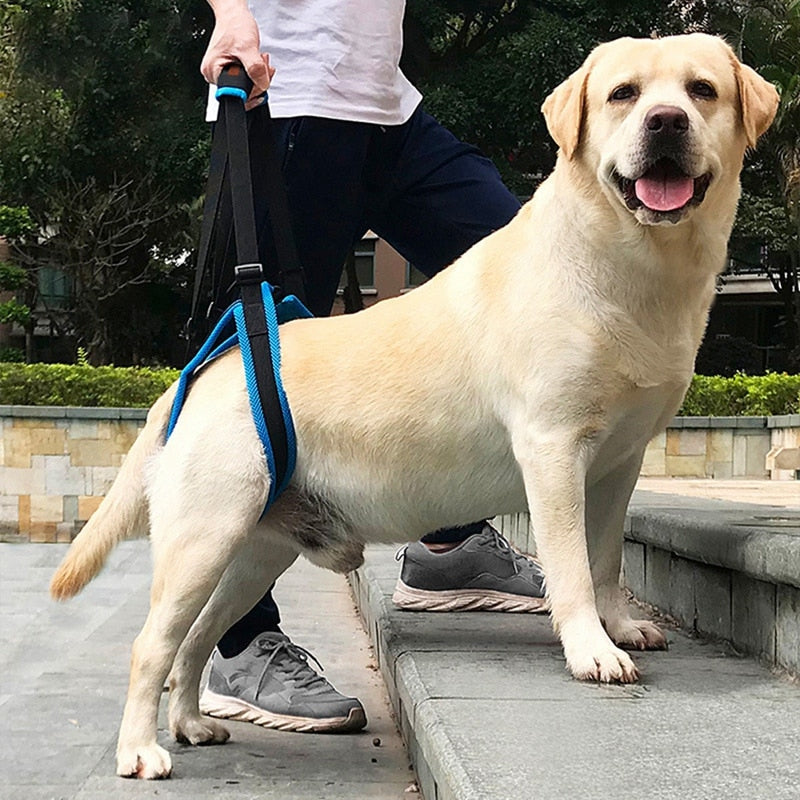 Arnés de apoyo patas traseras para perro