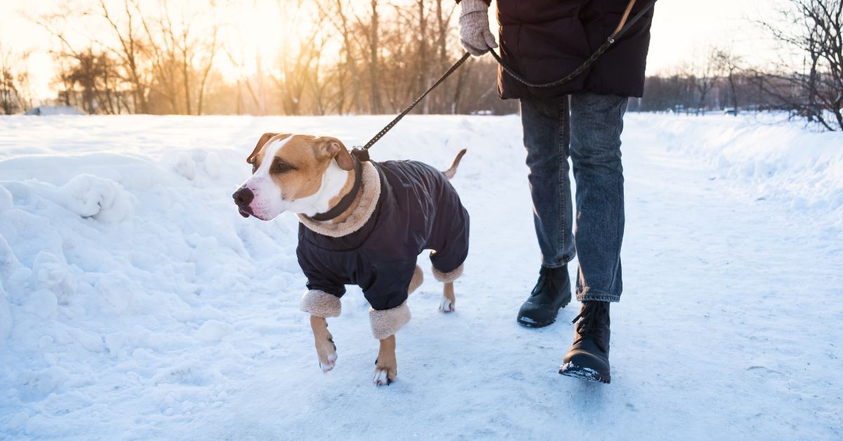 ¿Cómo proteger a los perros del frío?