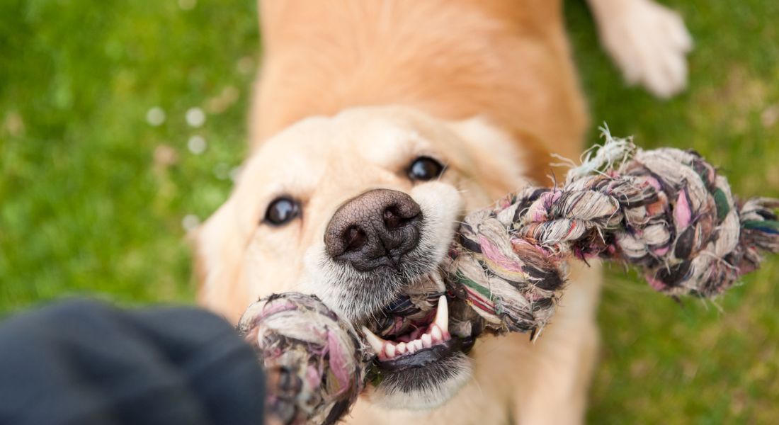 Juegos Divertidos que Puedes Disfrutar con tu Perro