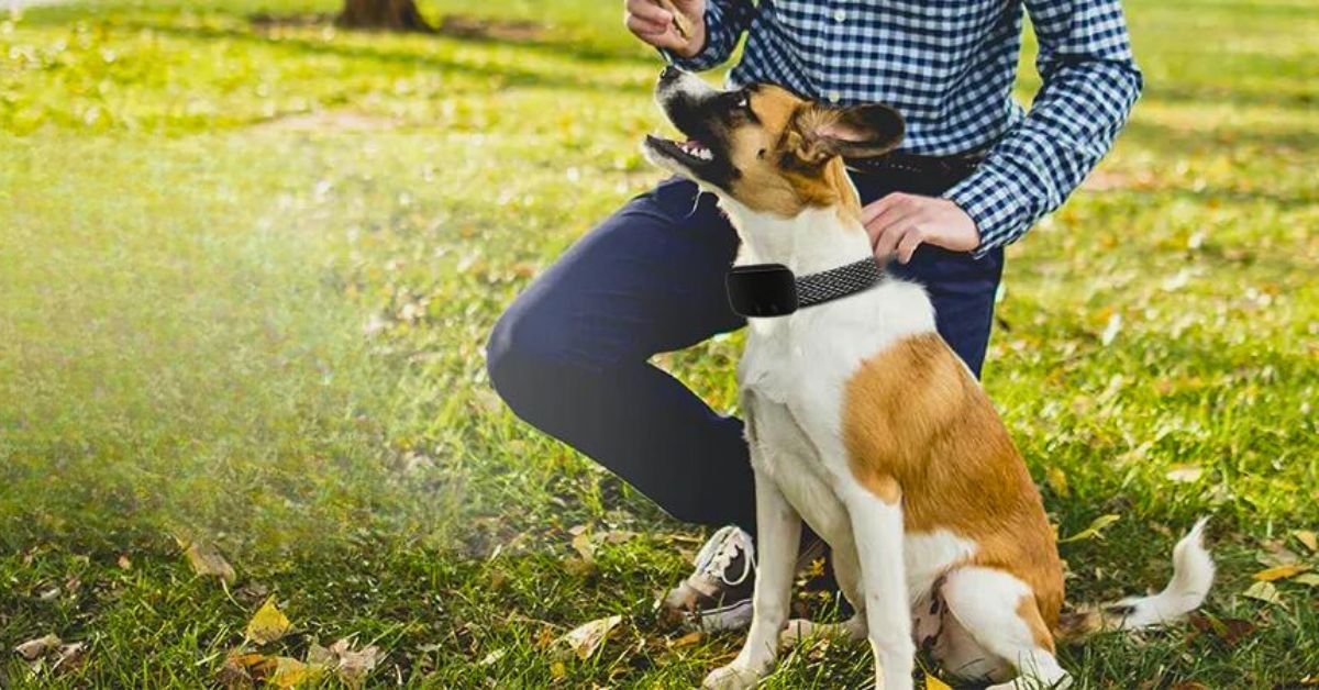 Collar antiladridos: adiestra y entrena a tu perro sin dolor